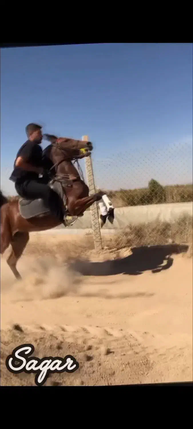 اسب|اسب و تجهیزات اسب‌سواری|بوئین زهرا, |دیوار