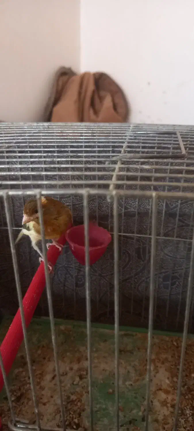 یک جفت قناری|پرنده|کاشان, قطب راوندی|دیوار