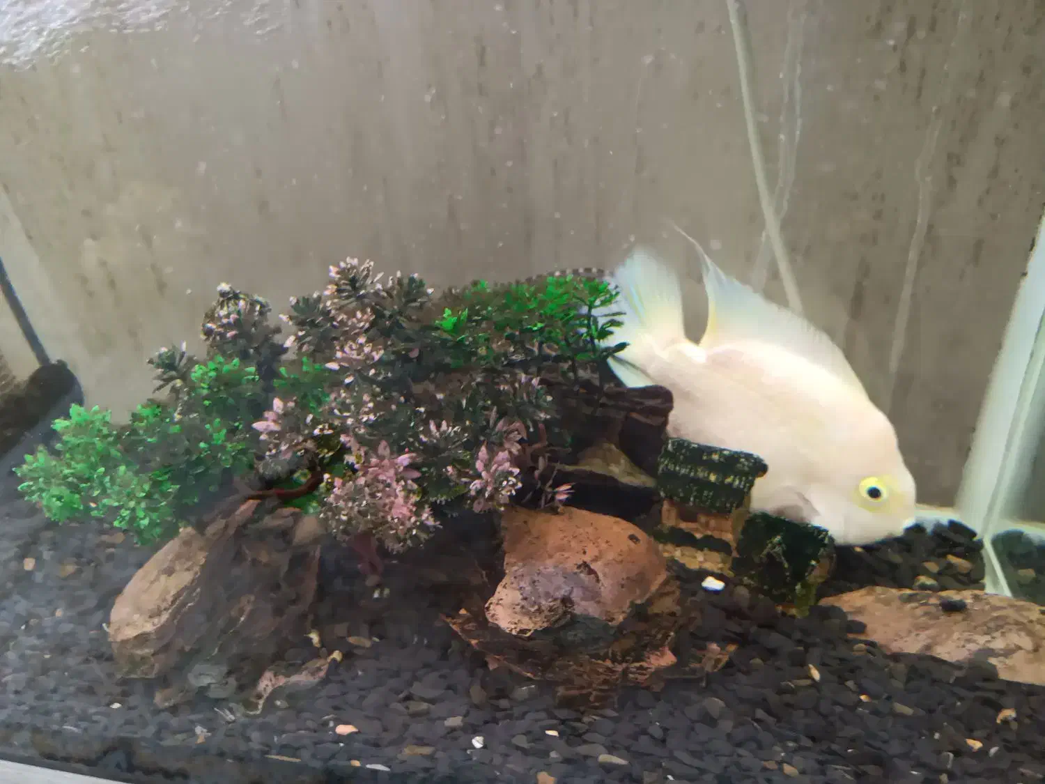 آکواریوم شرکتی مدل دلسا|ماهی|مشکیندشت, |دیوار