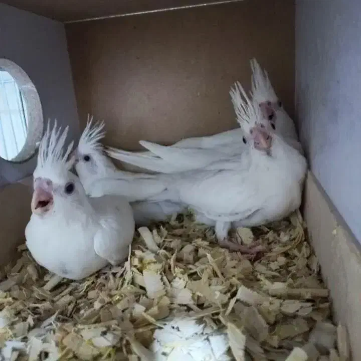 جفت آلبینو کینگ سایز فالو با ۴عدد جوجه|پرنده|حمیدیا, |دیوار