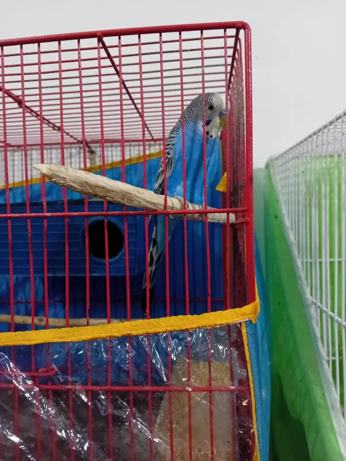 پرنده|پرنده|مشهد, نوده|دیوار