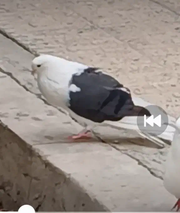 کبوتر باخت رفته|پرنده|بیجار, |دیوار