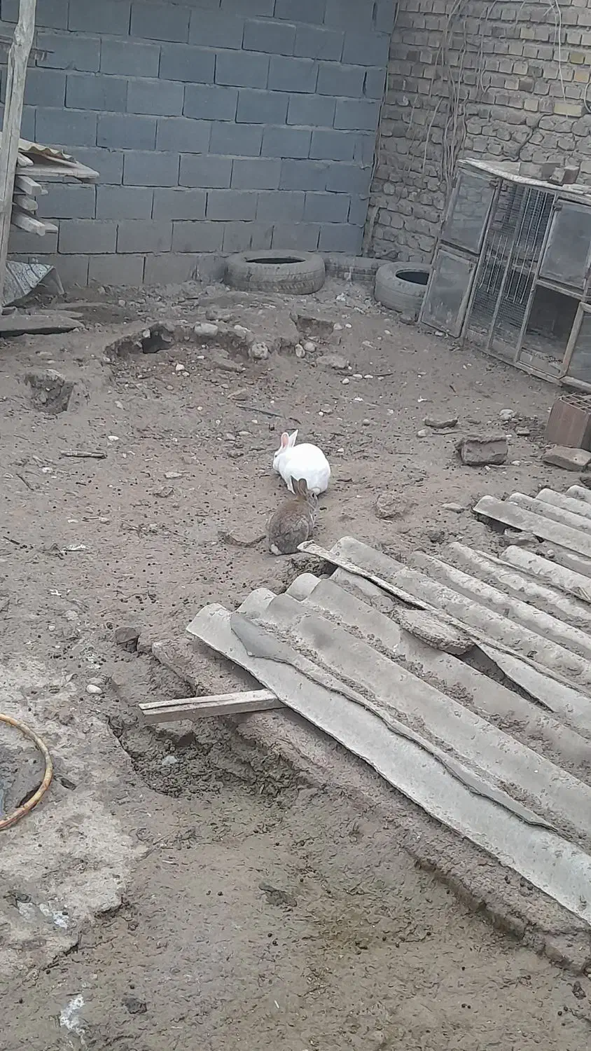 فروش خرگوش|موش و خرگوش|گنبد کاووس, |دیوار