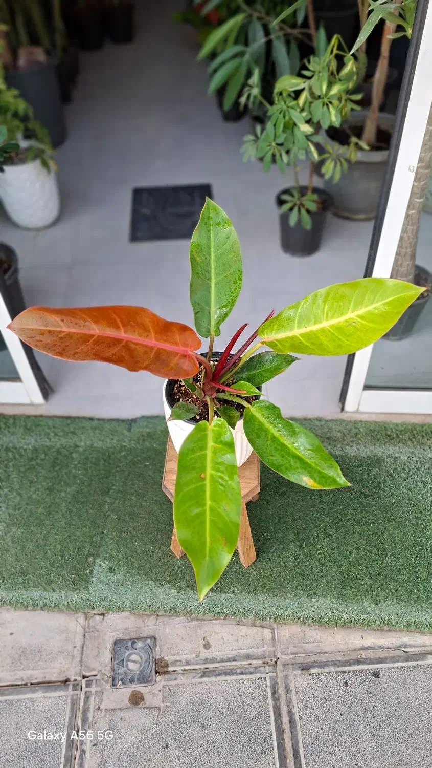 کامیس|گل و گیاه طبیعی|تربت‌حیدریه, بی بی حسنیه|دیوار