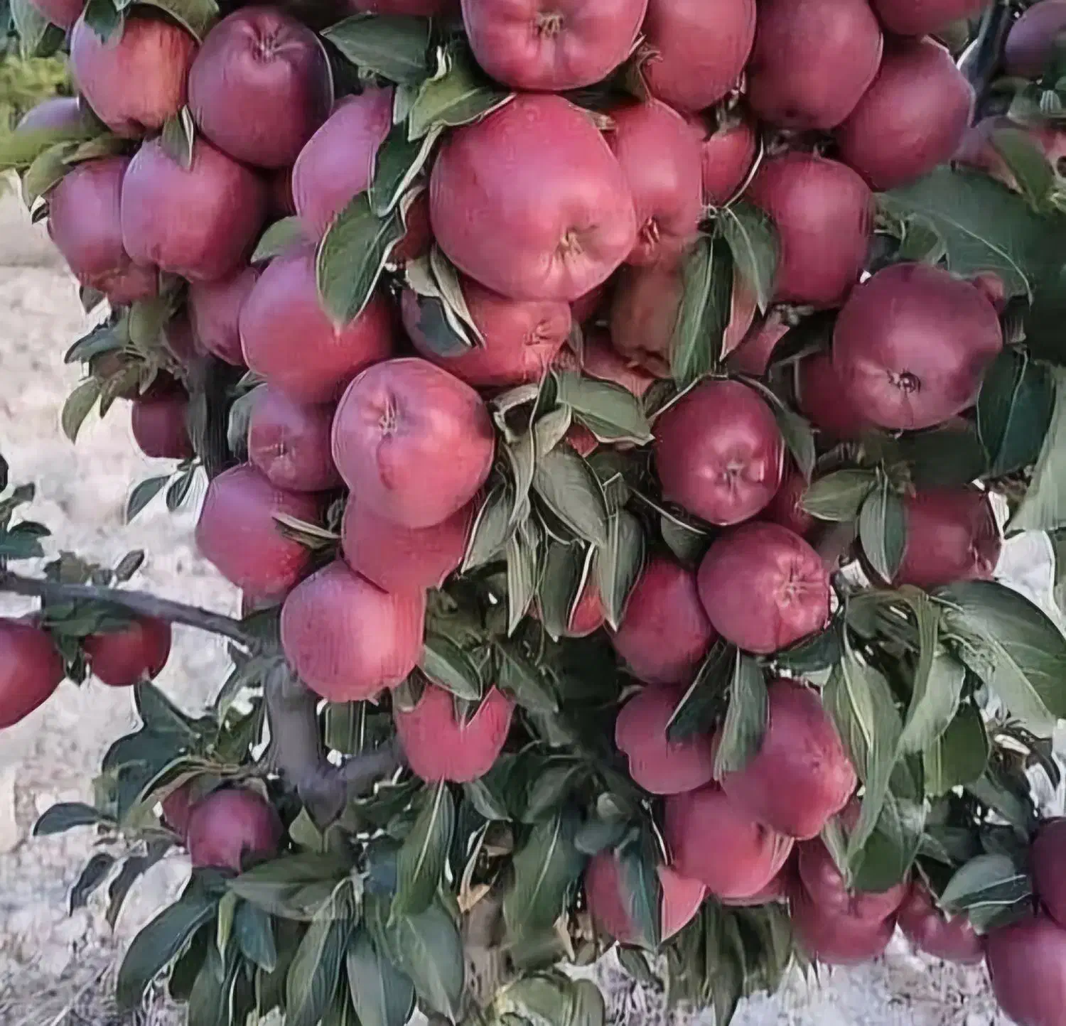 نهالستان تولید انواع نهال با کیفیت|خدمات باغبانی و درختکاری|هشترود, |دیوار