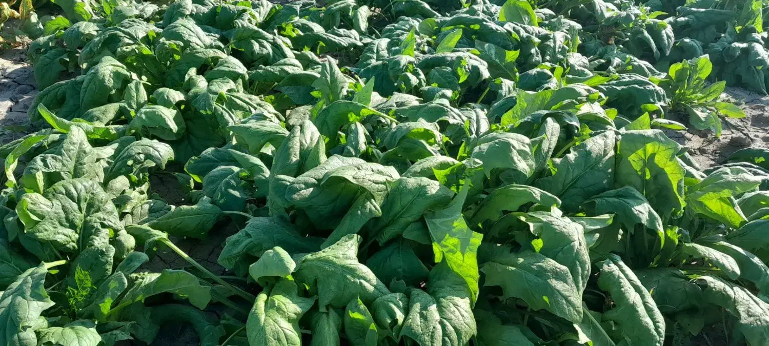 حرارتی|گل و گیاه طبیعی|بندر ترکمن, |دیوار