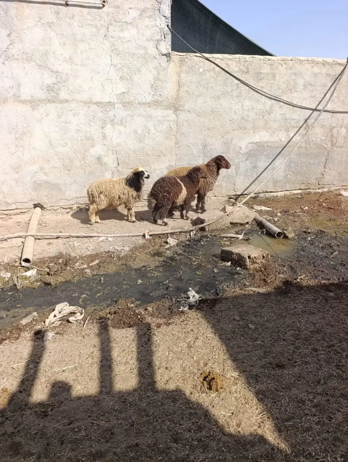 بز گوسفند|حیوانات مزرعه|بندر ماهشهر, |دیوار