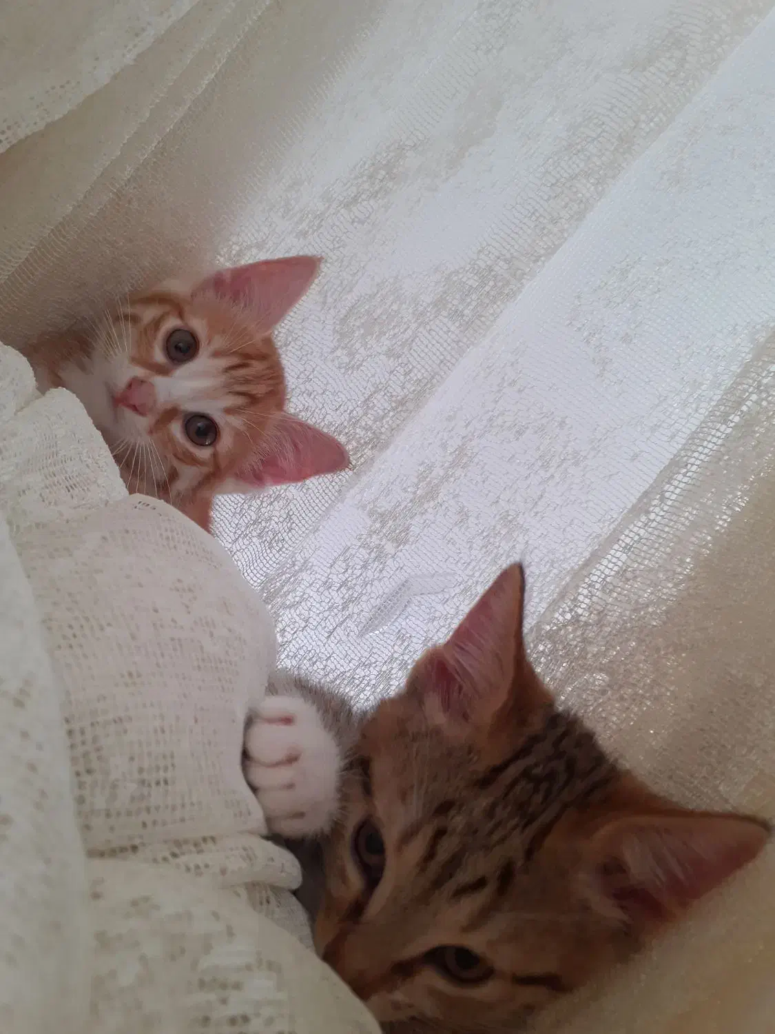 بچه گربه خانگی|گربه|فیروزکوه, |دیوار