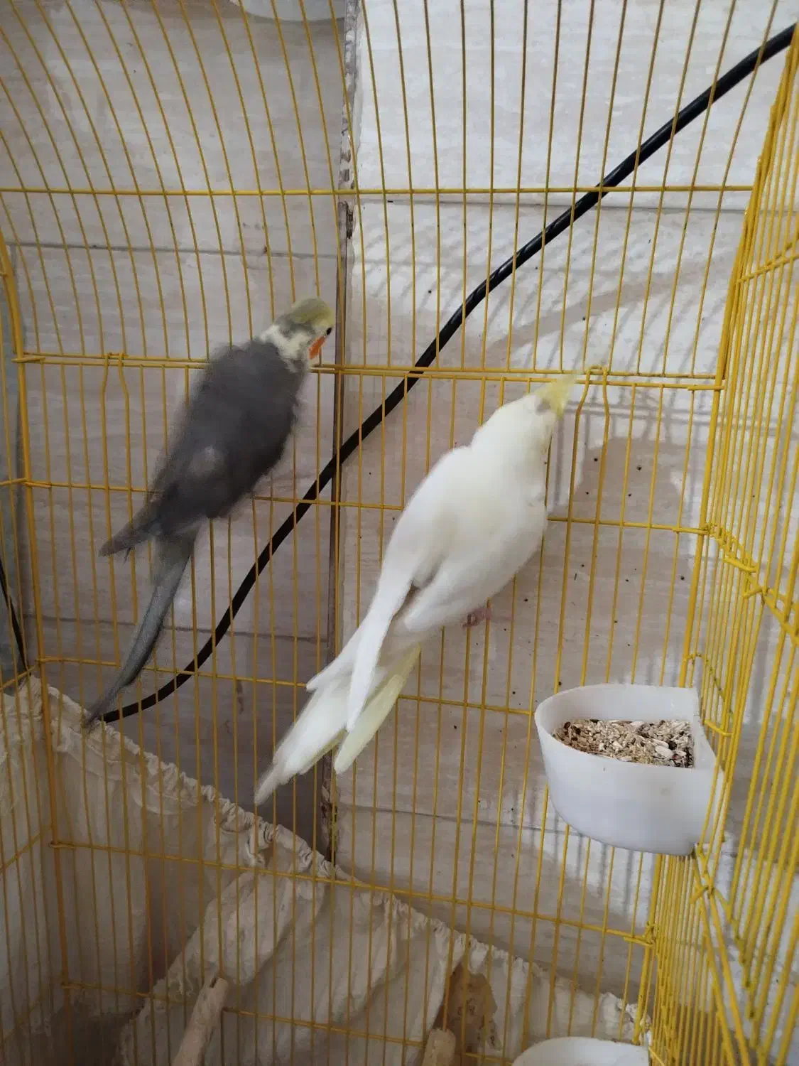 یه جفت عروس هلندی مولد با ضمانت|پرنده|فردوسیه, |دیوار