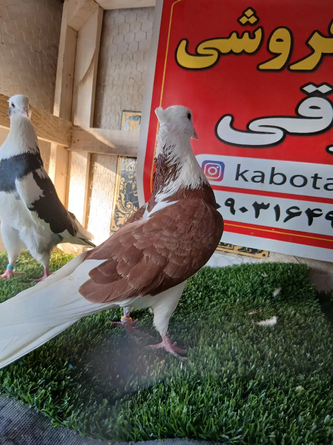 کبوتر ساعتی پرشی|پرنده|رامیان, |دیوار