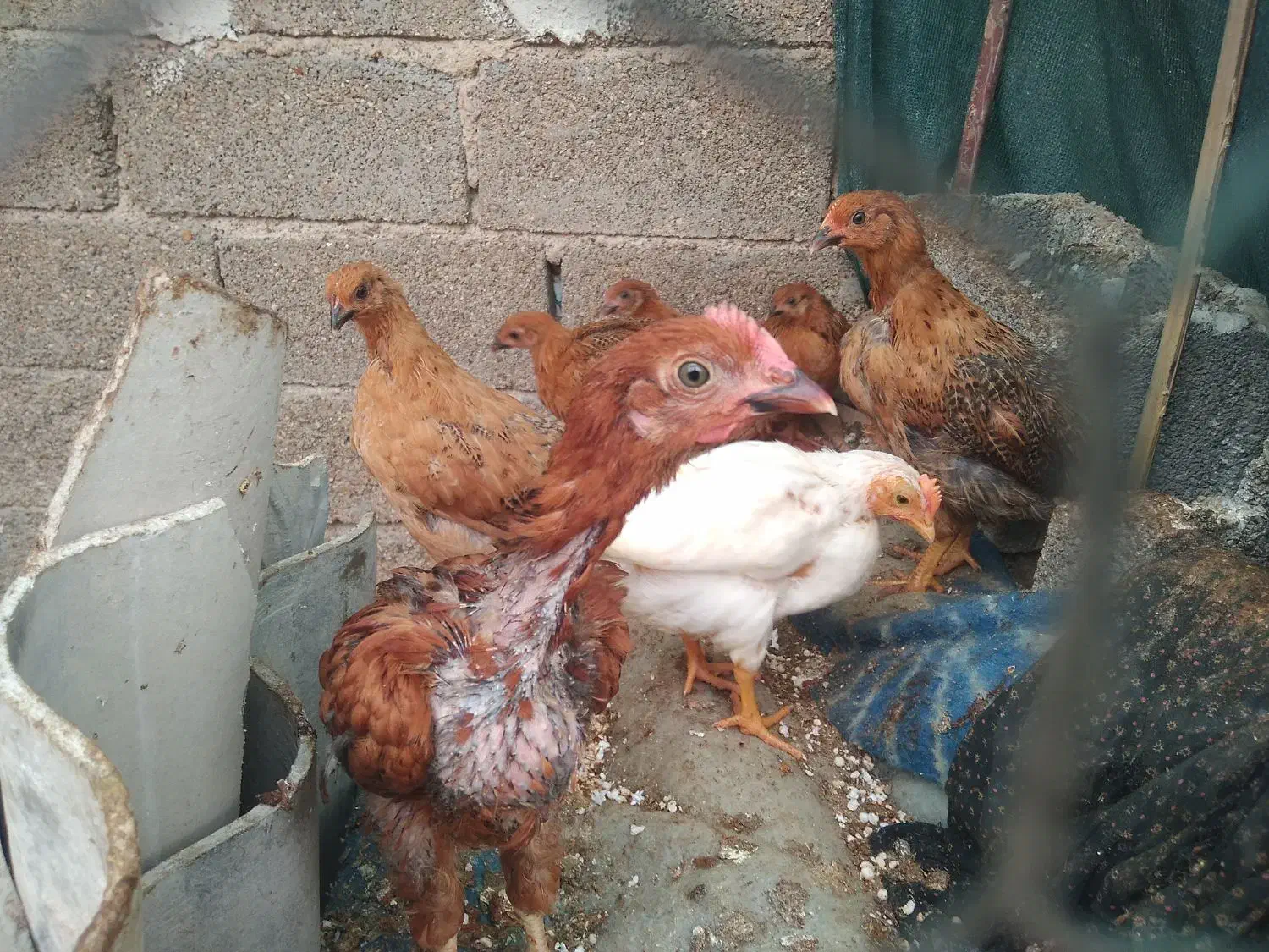 جوجه محلی|حیوانات مزرعه|هندیجان, |دیوار