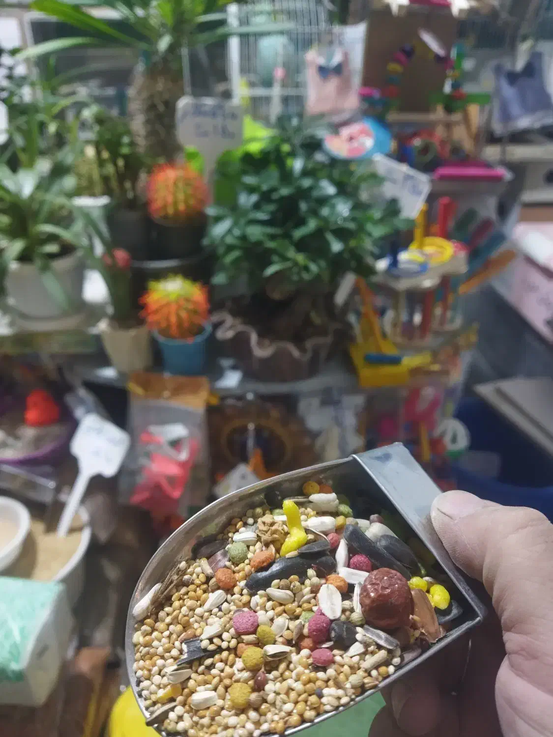 دان طوطی سانان|لوازم جانبی حیوانات|ارومیه, |دیوار