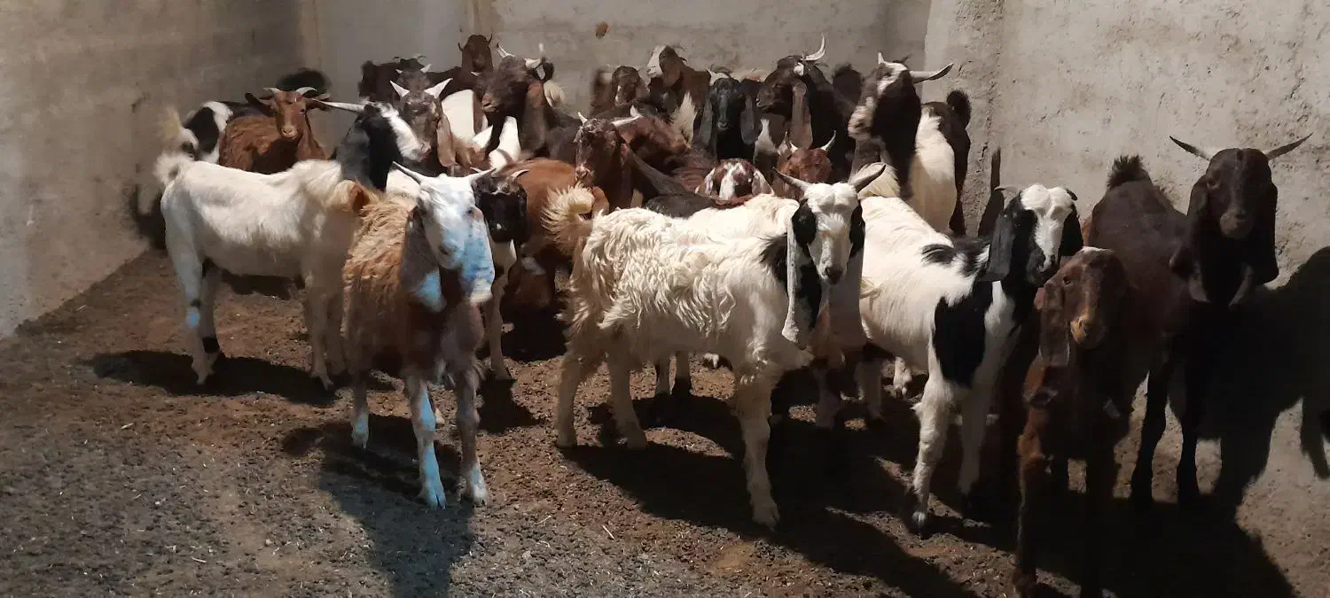 بز نر ماده چاق ۲۶ عدد|حیوانات مزرعه|کلاله, |دیوار