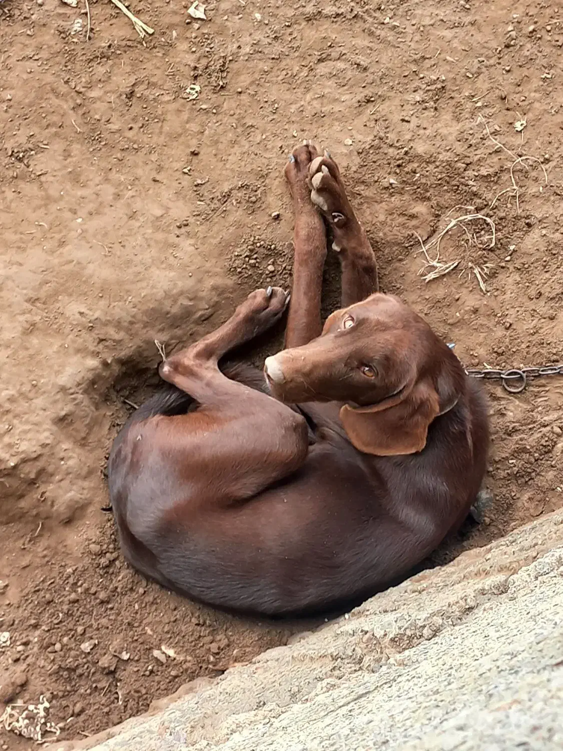 سگ پوینتر|سگ|لنگرود, |دیوار