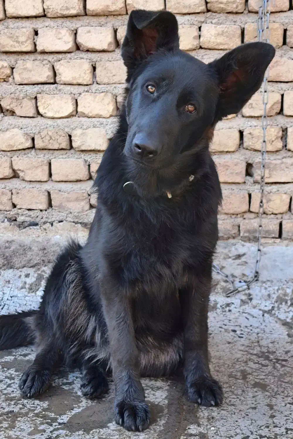 ژرمن بلک|سگ|صباشهر, |دیوار