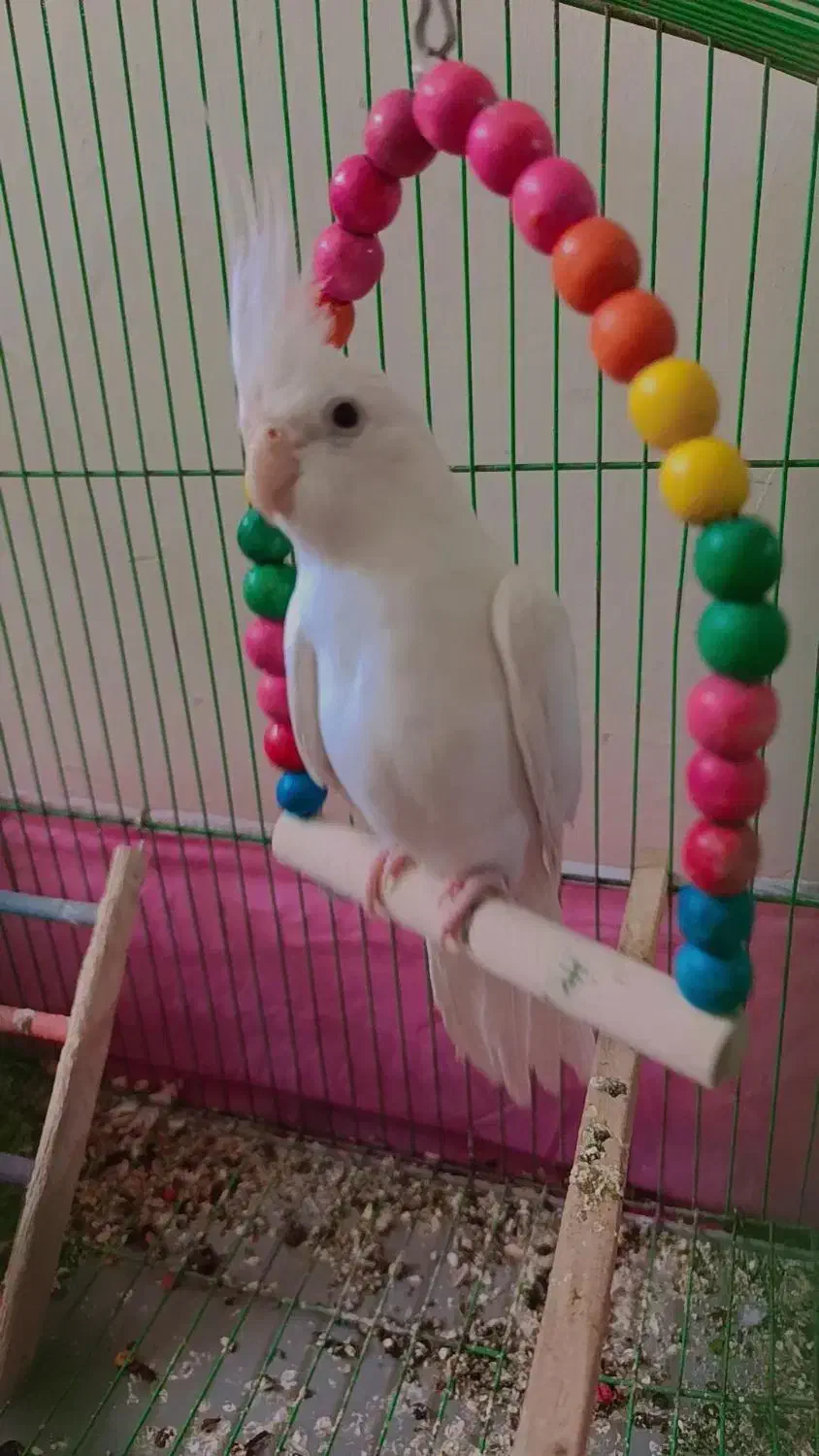 عروس هلندی البینو|پرنده|جیرفت, |دیوار