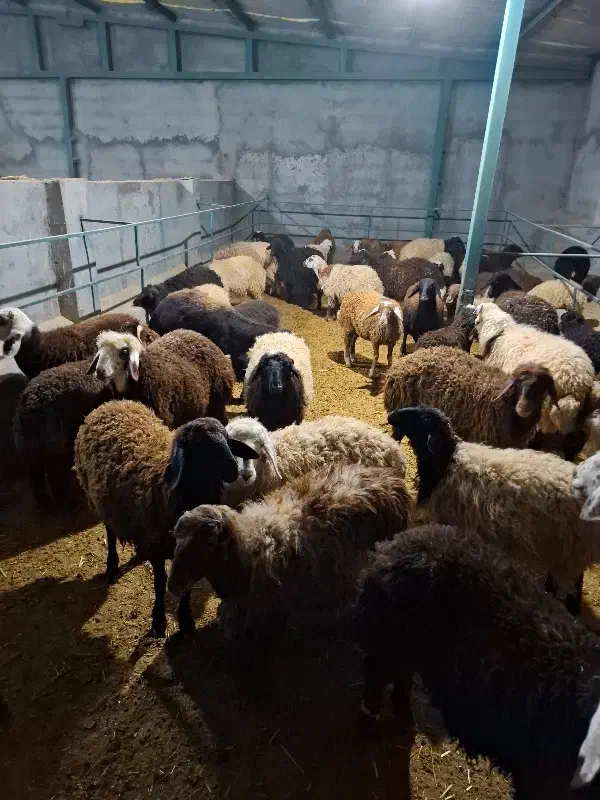 بره نروماده|حیوانات مزرعه|نائین, |دیوار