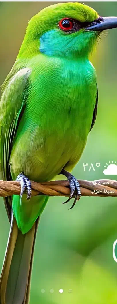 تابلو فرش دست بافت|تابلو فرش|اراک, |دیوار