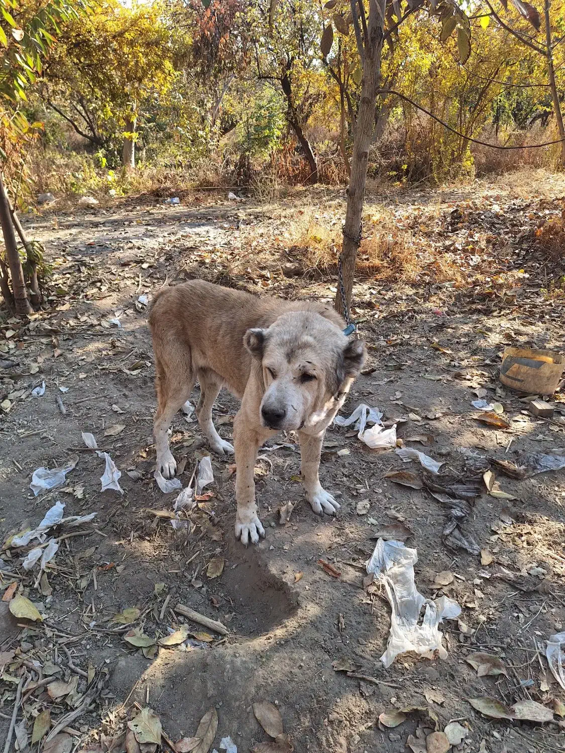 سگ پژدر سفت|سگ|قدس, شهرک دانش|دیوار