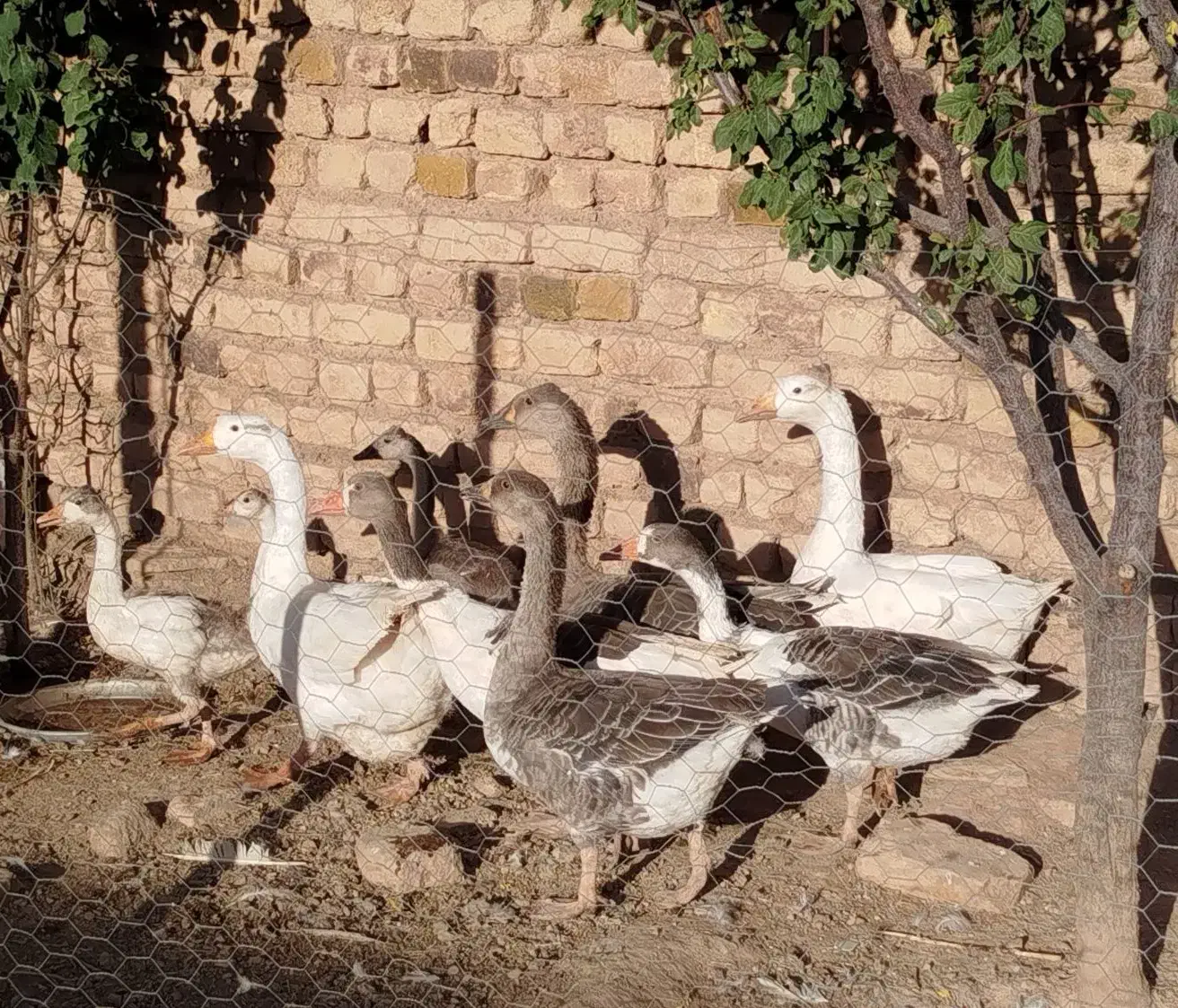 باسلام،۹عدد غاز و قوغاز|حیوانات مزرعه|بزینه رود, |دیوار