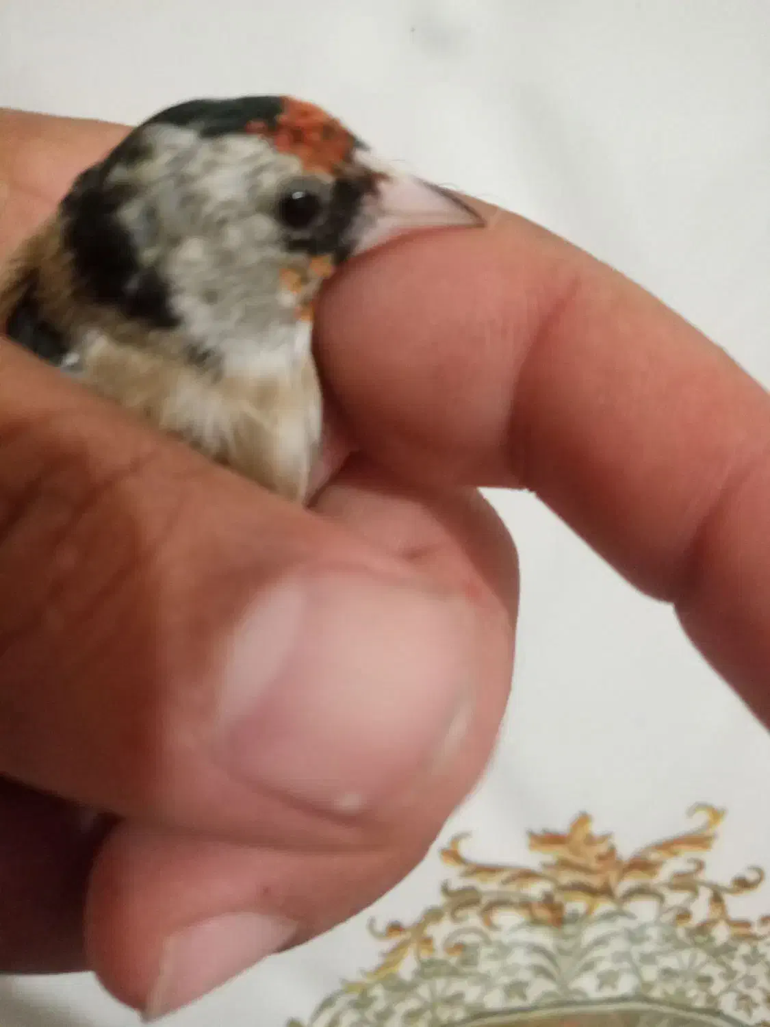 سهره نر جوجه قفس|پرنده|جوانرود, |دیوار