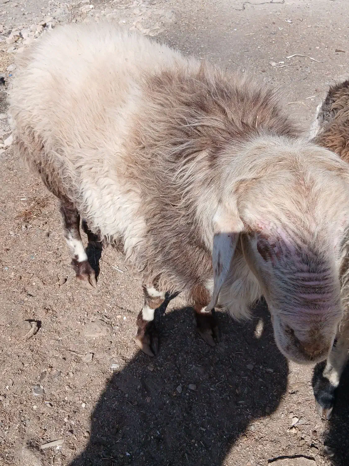 بره شیشک|حیوانات مزرعه|بیرجند, |دیوار