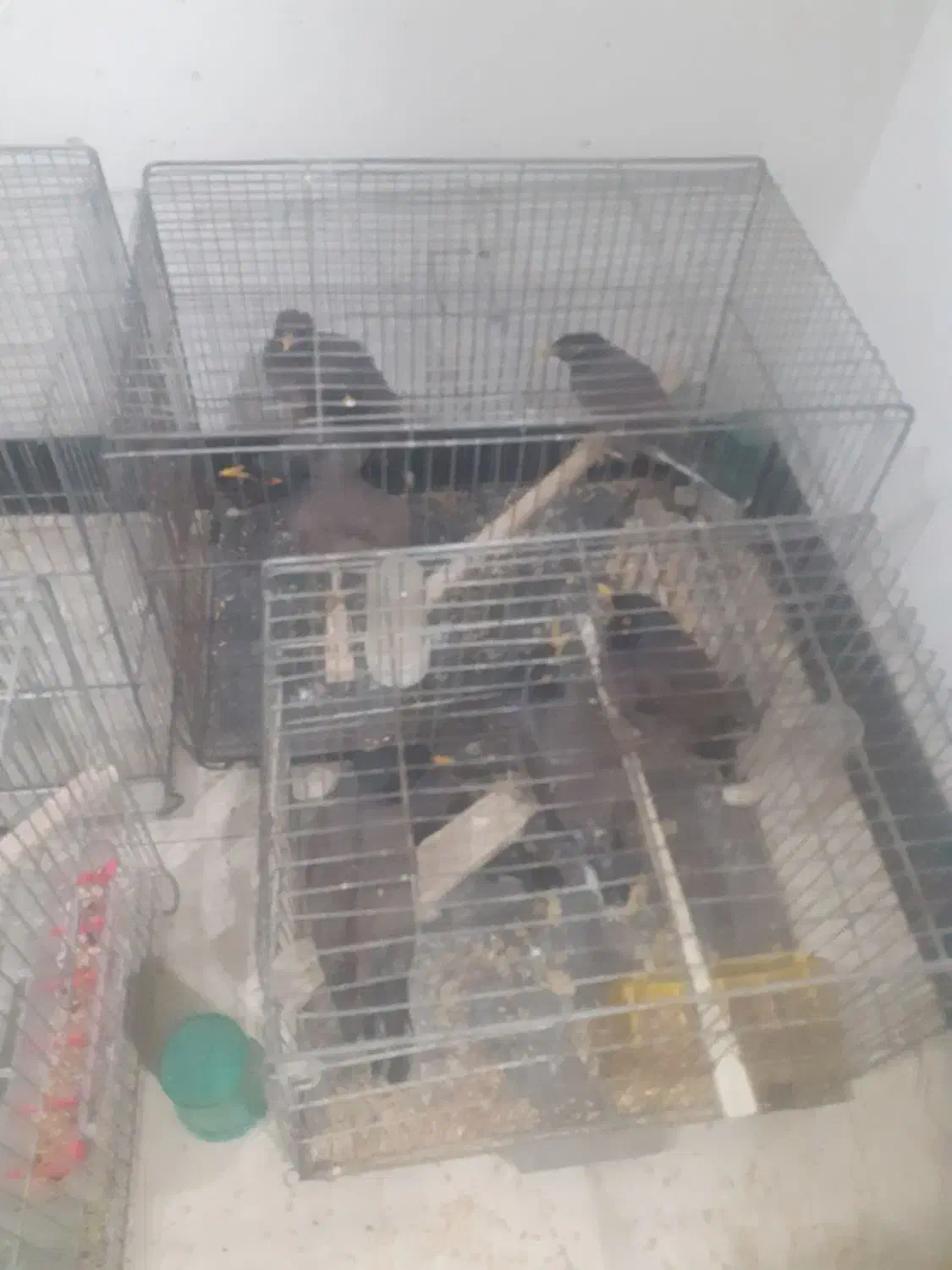 مرغ مینا دونه ایی پونصد|پرنده|اصفهان, بهارستان|دیوار