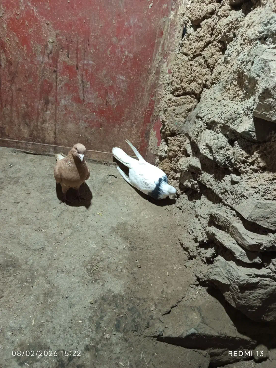 کبوتر|حیوانات|مریوان, |دیوار