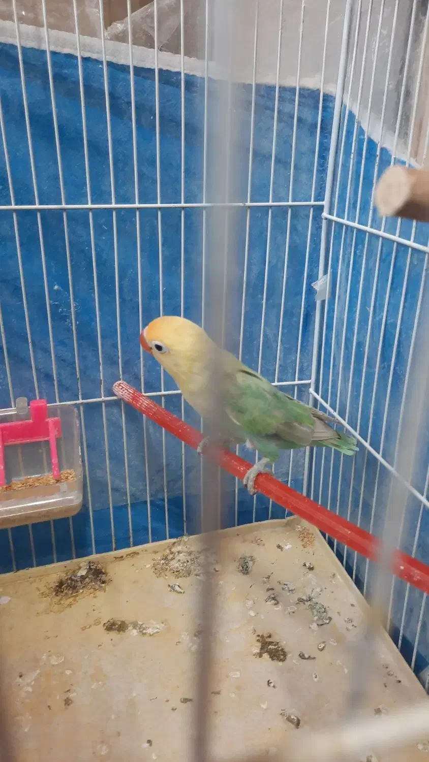 جوجه کوتوله دونخور|پرنده|مهریز, |دیوار