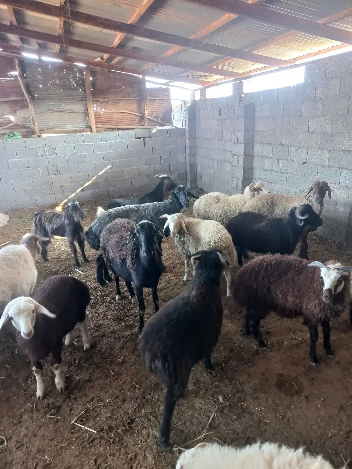 گوسفند زنده قصابی و نذری موجود میباشد|حیوانات مزرعه|فومن, |دیوار