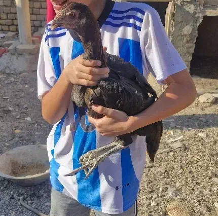 جوجه مرغ و خروس لاری|حیوانات مزرعه|دشتابی, |دیوار