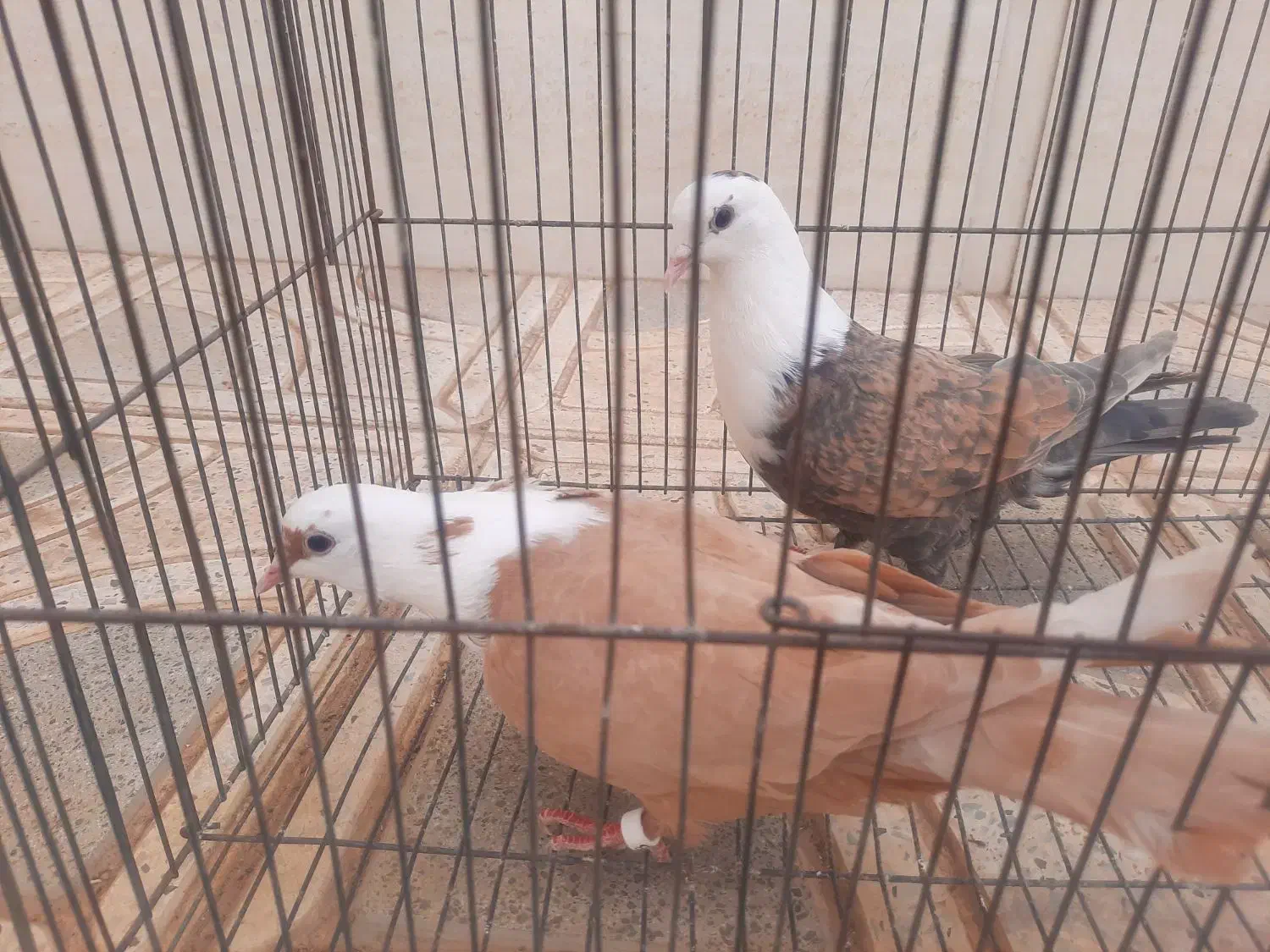 کله سفید ساده طوقی هفترنگ پرنده|پرنده|خلیل آباد, |دیوار