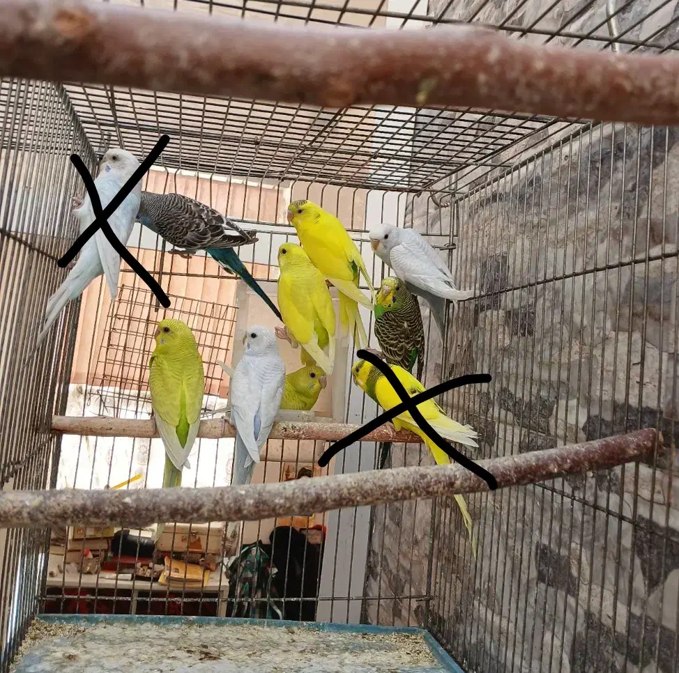 مرغعشق. بافق|پرنده|بافق, |دیوار