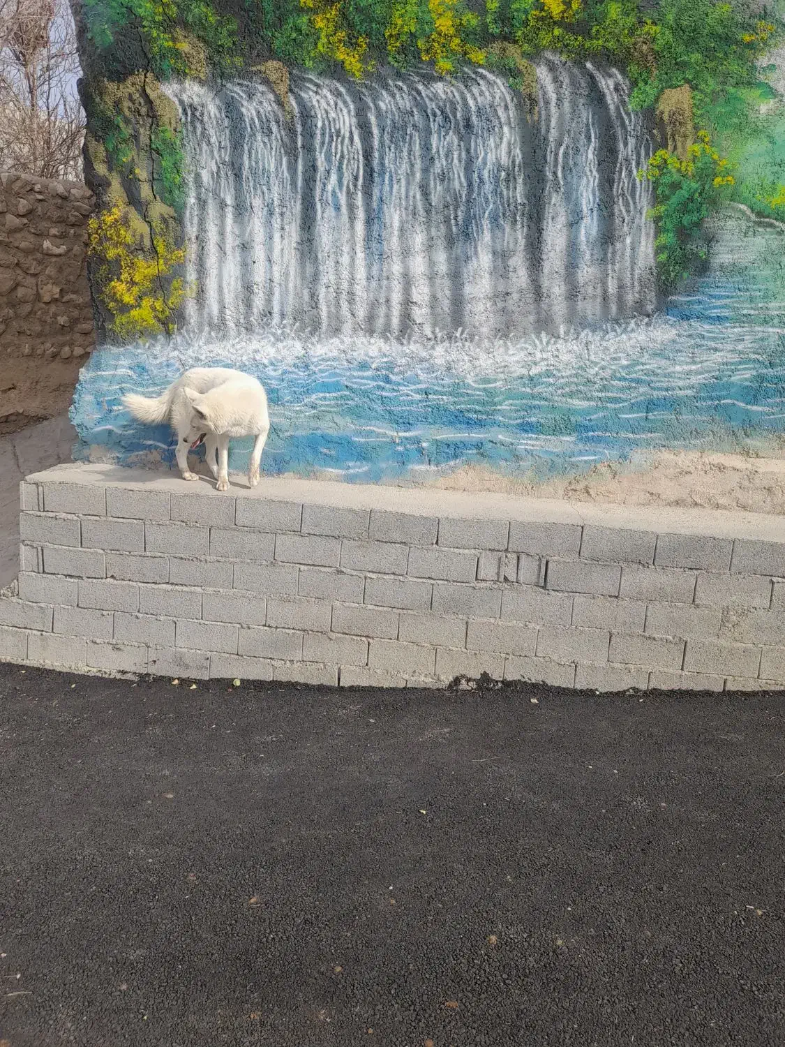 فروش.یک.قلادسک.|سگ|فیروزکوه, |دیوار