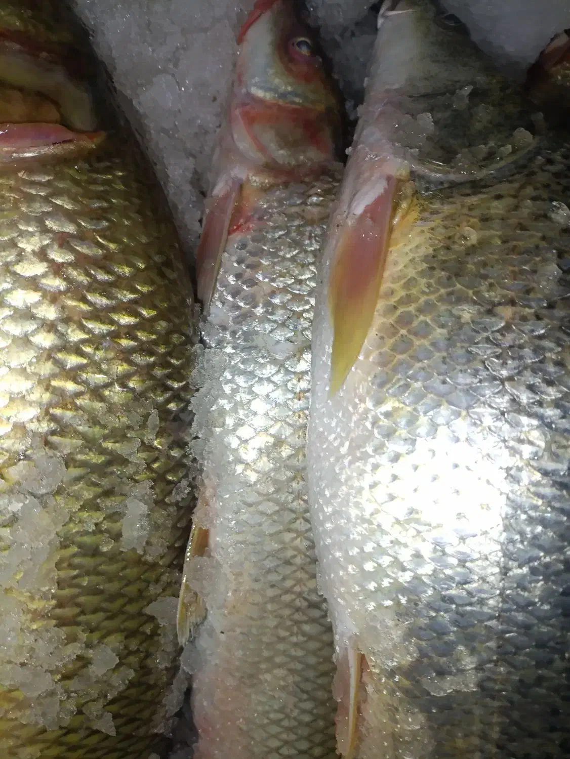 برزم وسونگ|ماهی|شادگان, |دیوار