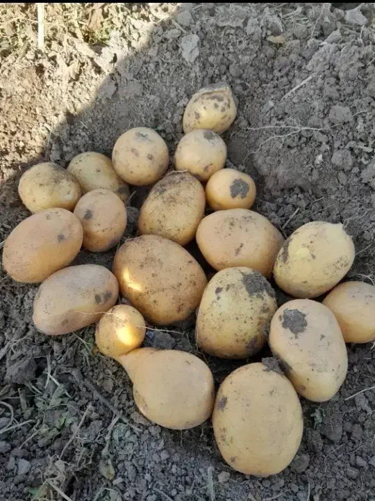 سیب زمینی|حراج|خاوه, |دیوار