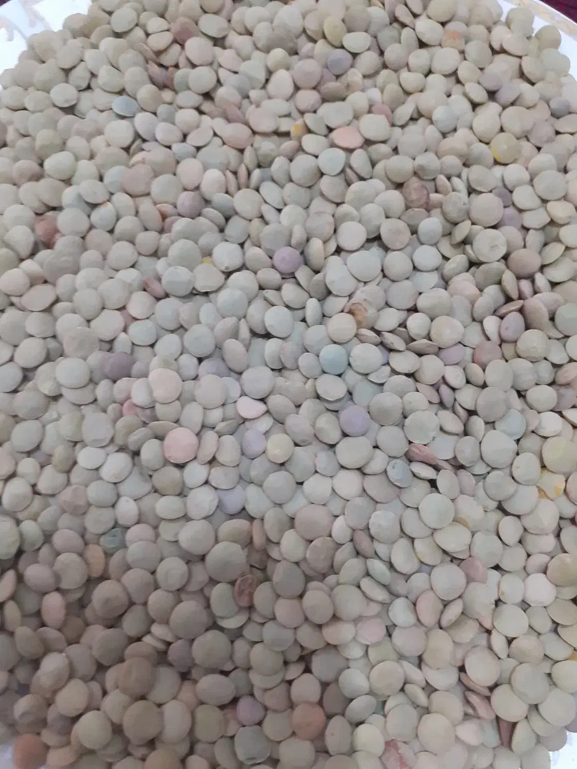 ۸۰۰کیلو عدس|خوردنی و آشامیدنی|مشگین شهر, |دیوار
