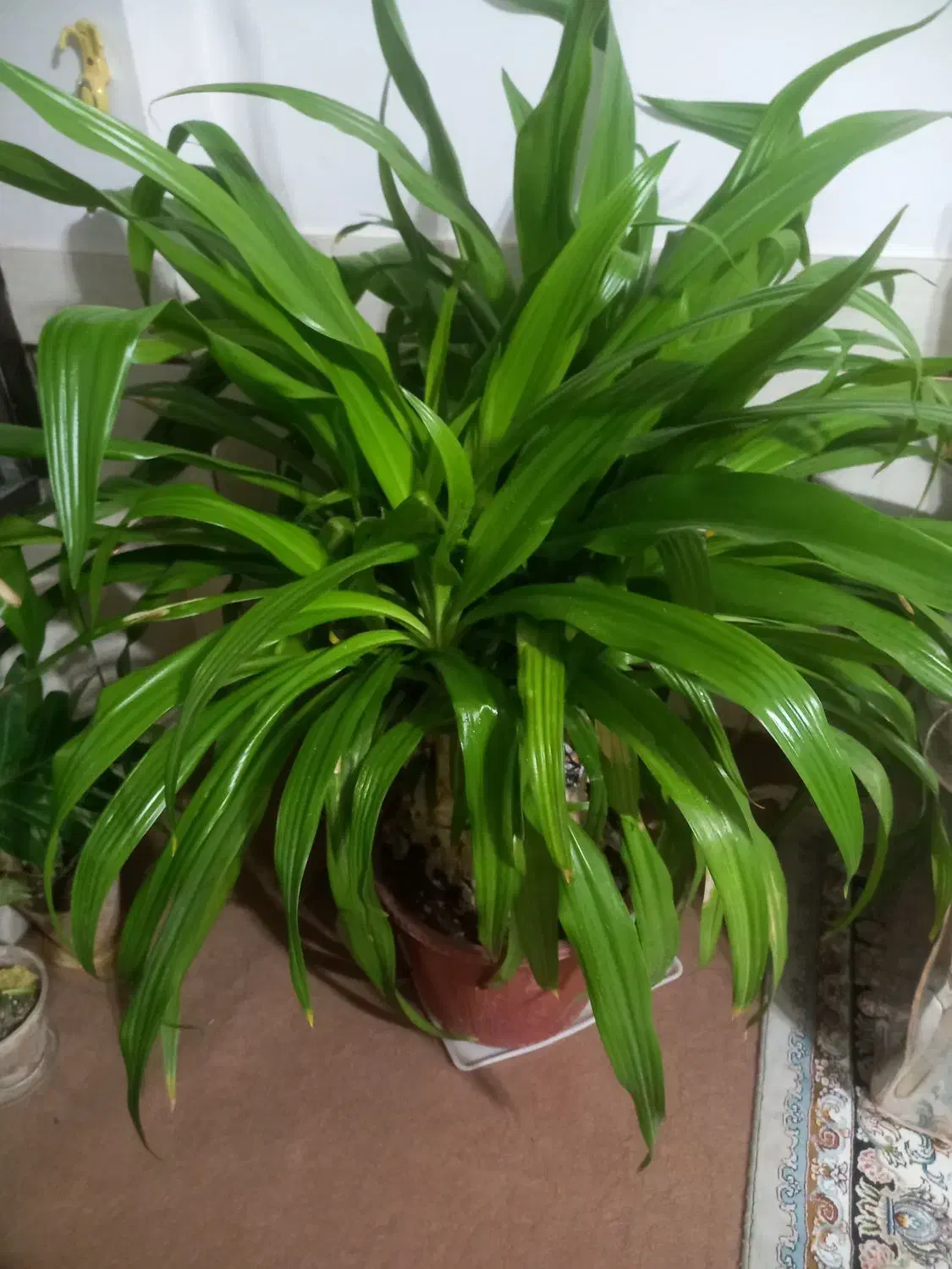 گل اشک ملکه زیبا و شاداب|گل و گیاه طبیعی|زیباشهر, |دیوار