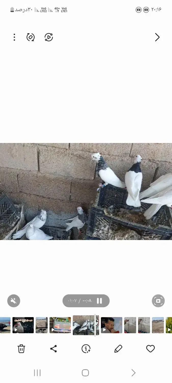 طوقی|پرنده|شوشتر, |دیوار