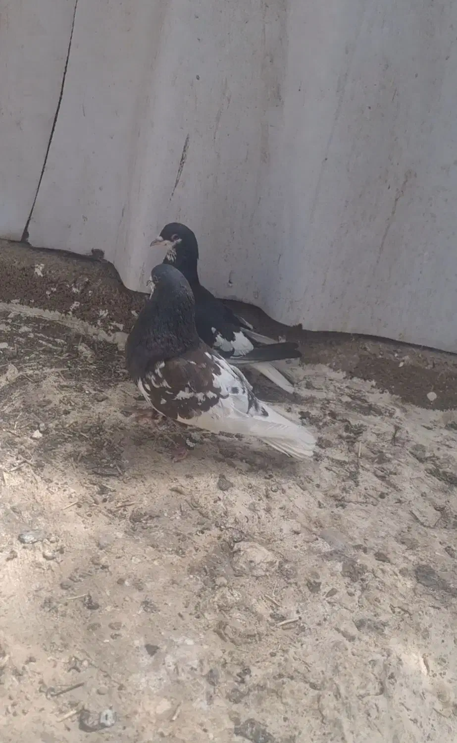 شهری یال|پرنده|سپیدان, |دیوار