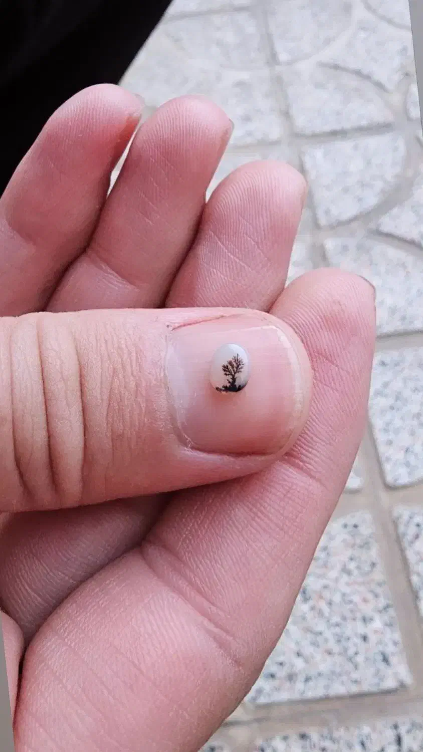 شجر قاین|کلکسیون و سرگرمی|تهران, سازمان آب|دیوار