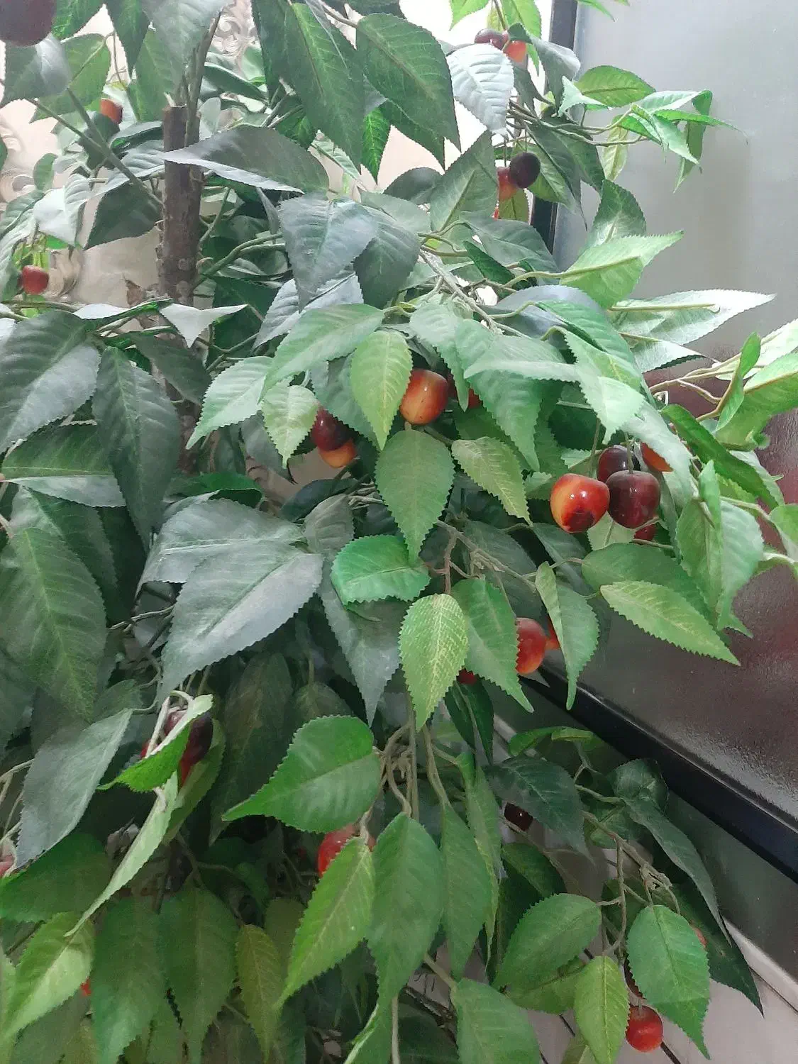 درختچه گیلاس مرتب تمیز وشیک|گل مصنوعی|الیگودرز, |دیوار