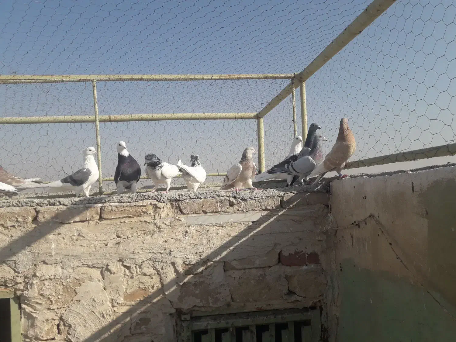 پرنده|پرنده|آران و بیدگل, |دیوار