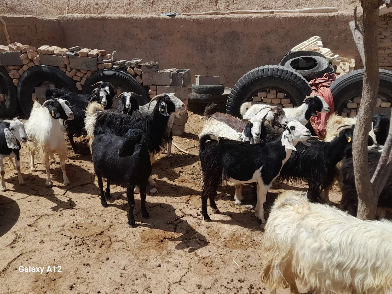 بز زاییده|حیوانات مزرعه|آیسک, |دیوار