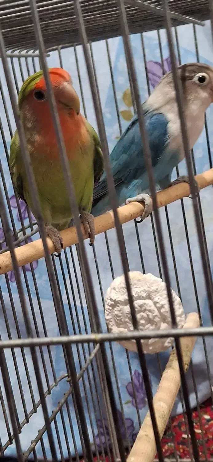 طوطی برزیلی یک جفت|پرنده|سنندج, |دیوار