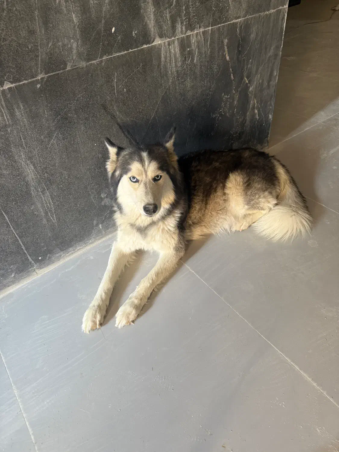 سگ نگهبان|سگ|تهران, شارق|دیوار