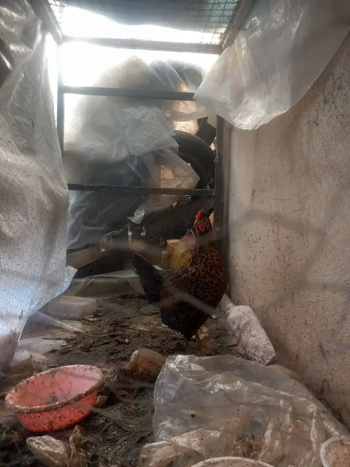 مرغ محلی|حیوانات مزرعه|شیراز, گویم|دیوار