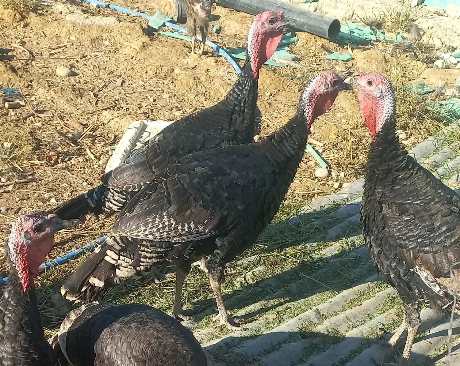 بوقلمون  فروشی|حیوانات مزرعه|فیروزآباد (فارس), |دیوار