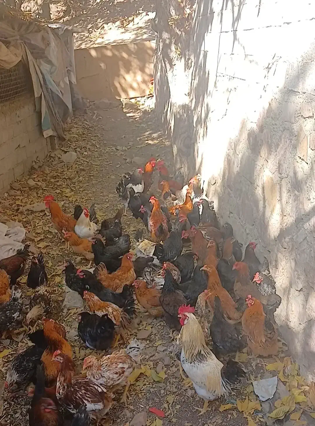 ۱۱۵ عدد مرغ و خروس رسمی درجه ۱|حیوانات مزرعه|فشم, |دیوار