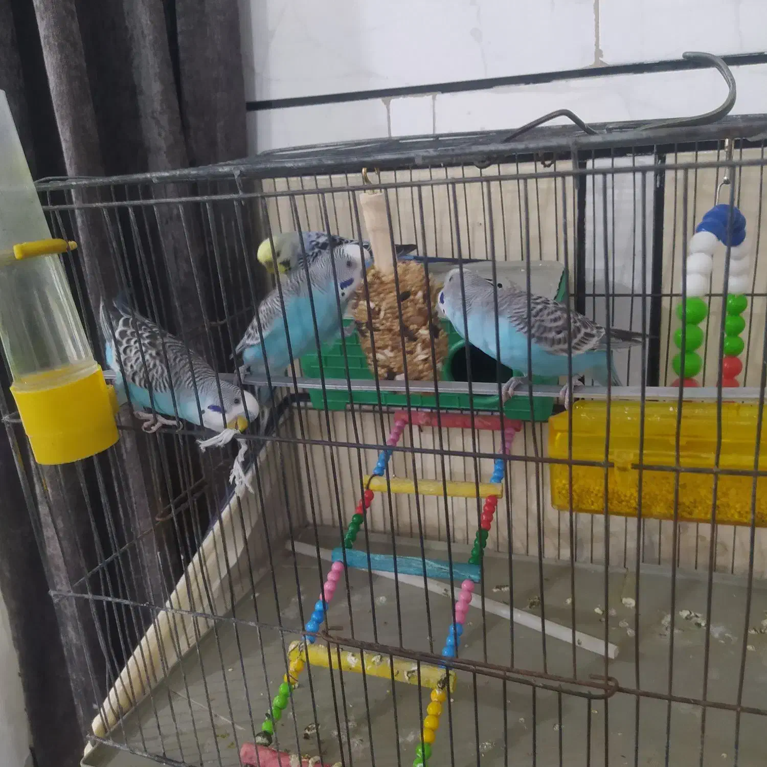 چهار عدد مرغ عشق|پرنده|الیگودرز, |دیوار